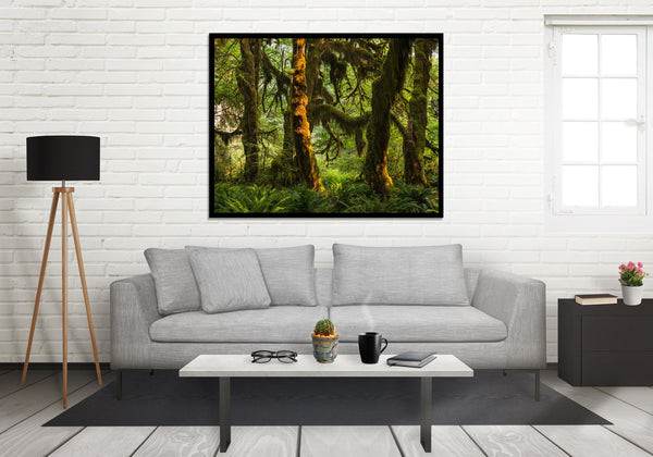 Mossy Sunlit Forest Photo Print Olympic National Park -