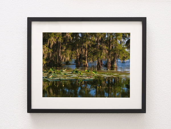 Cypress Bayou Photo Print Louisiana Nature Photography