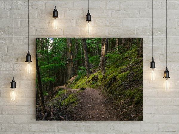 Mossy Hiking Trail Wall Art Print Cedar Forest Photography