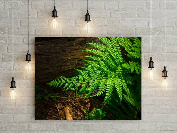 Glowing Green Fern Nature Photography