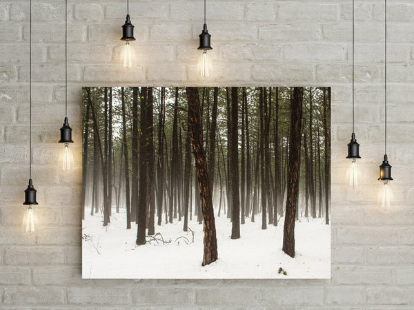 Foggy Pine Trees Minimalist Wall Art Washington Nature