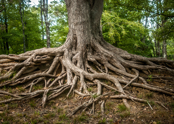 Roots of Life Nature Photography