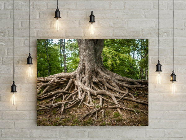 Roots of Life Nature Photography