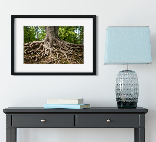 Roots of Life Nature Photography