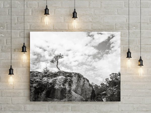 Lone Tree Utah Black and White Photo Print - Photography