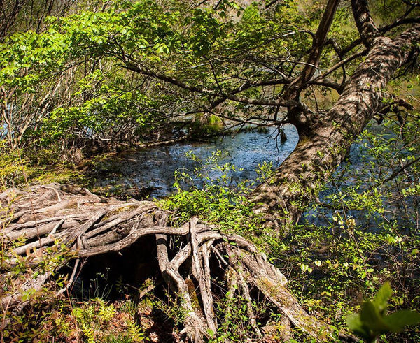 Mississippi Tree Roots Wall Art Print - Photography