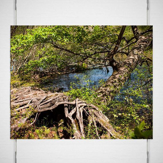 Mississippi Tree Roots Wall Art Print - Photography