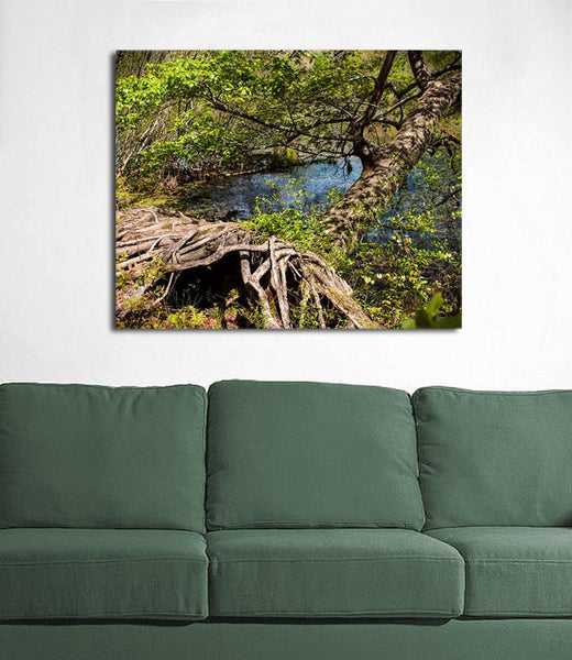 Mississippi Tree Roots Wall Art Print - Photography