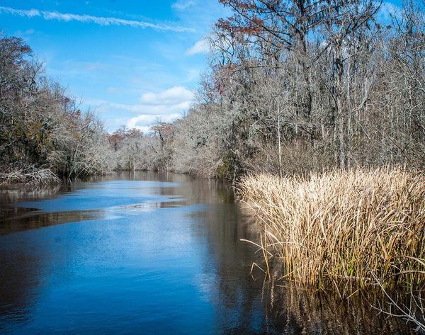 Ogeechee River Georgia Wall Art Print - Photography