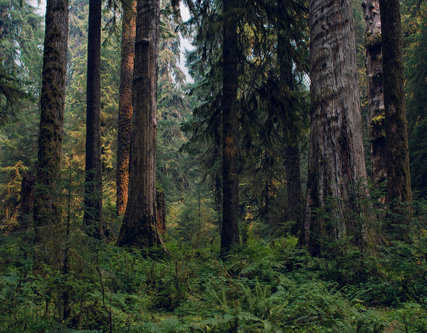 Deep and Dense Hoh Rain Forest Olympic National Park