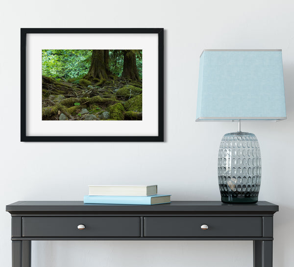 Mossy Forest and Roots Mt Hood Oregon Nature Photography