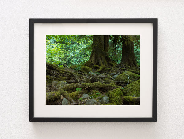 Mossy Forest and Roots Mt Hood Oregon Nature Photography