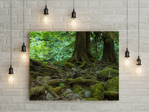 Mossy Forest and Roots Mt Hood Oregon Nature Photography