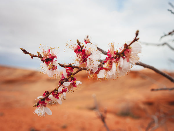 Cherry Blossom Photo Print Lake Powell Nature Photography