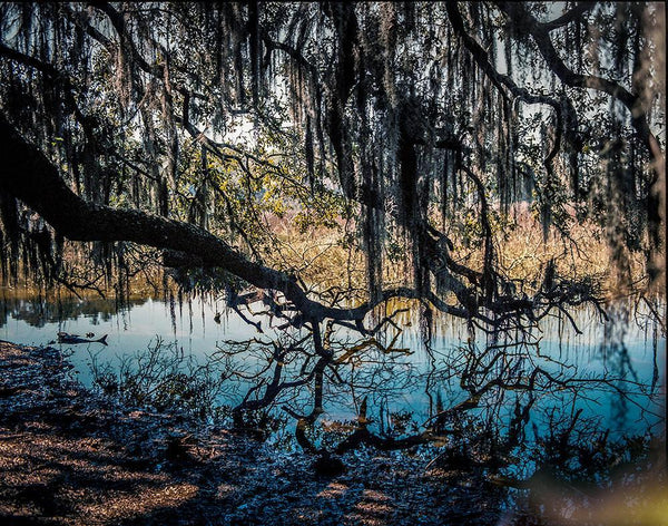 The Hanging Garden Nature Photography Art Print