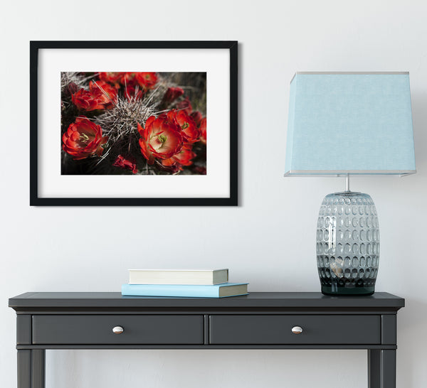 Fire Red Cactus Bloom Photo Print - Photography