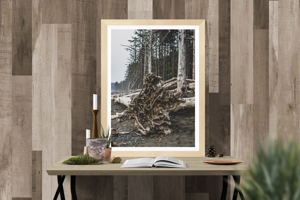 Redwood Roots on Rialto Beach Pacific Northwest Wall Art
