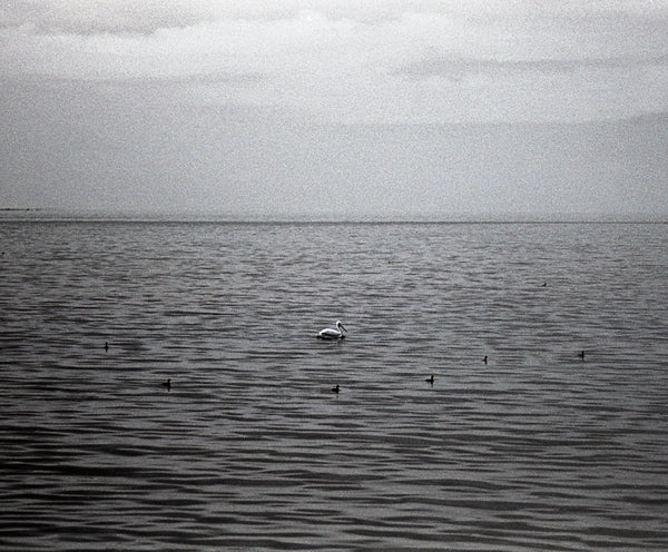 Salton Sea Birds Minimalist Black and White Print -