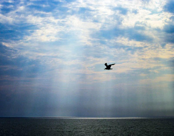Seagull After the Storm - Photography