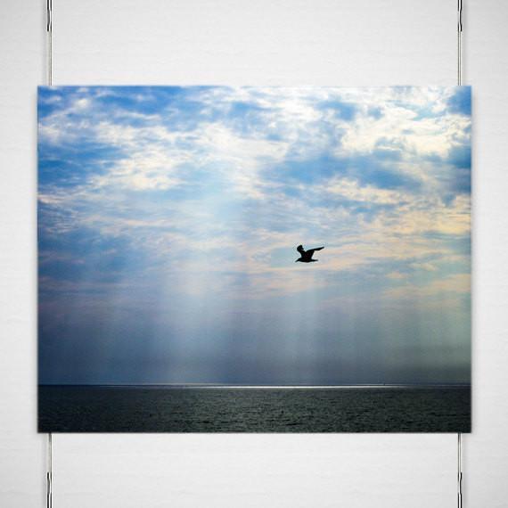 Seagull After the Storm - Photography