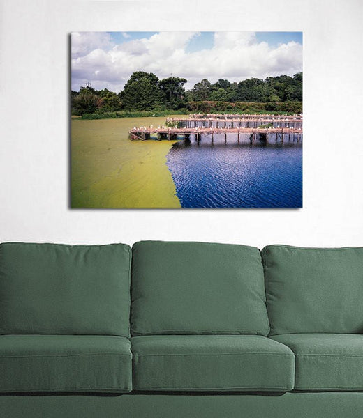 Snowy Egrets Louisiana Fine Art Print - Photography