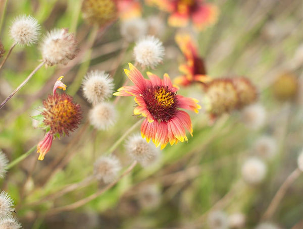Sunset Wildflower Botanical Nature Photo Print - Photography