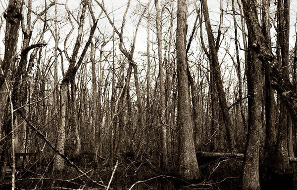 Swamp Trees, Louisiana Forest Fine Art Print Lost Kat Photography