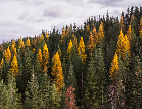 Yellow Larch Forest in Autumn Nature Photography
