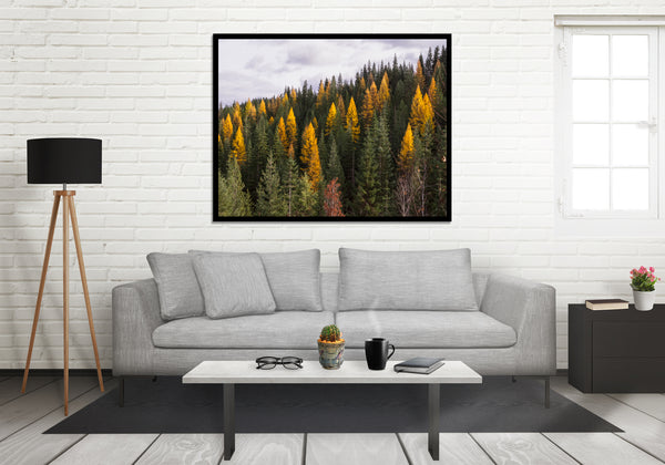Yellow Larch Forest in Autumn Nature Photography