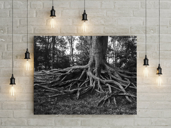 Sprawling Roots Black and White Photo Print - Photography