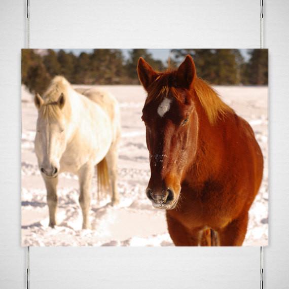 Winter Draft Horses Colorado - Photography