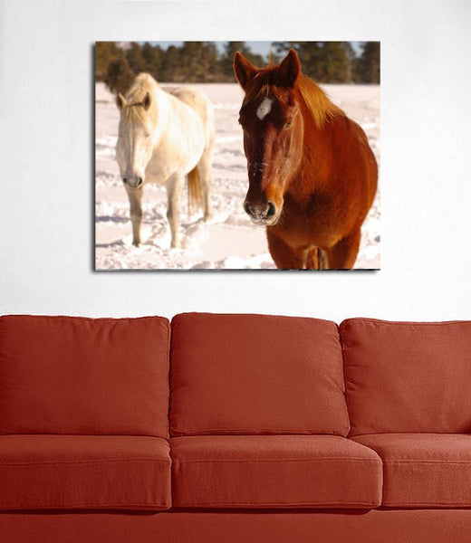 Winter Draft Horses Colorado - Photography