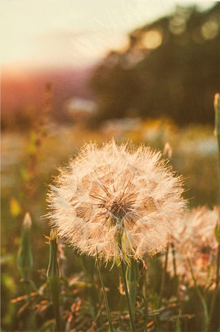 Wishes at Sunset Dandelion - Photography