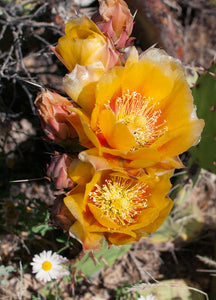 Yellow Cactus Flower Joshua Tree National Park - Photography