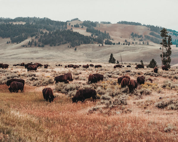 Bison Herd Yellowstone Photo Print Surreal Wildlife