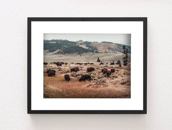Bison Herd Yellowstone Photo Print Surreal Wildlife