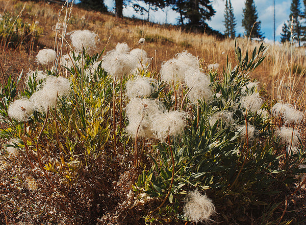 Western White Clematis Nature Photography Yellowstone Wall