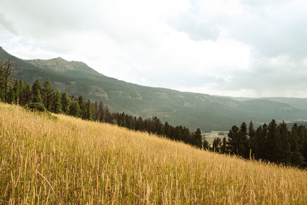 Yellowstone Meadow Photo Print Landscape Photography