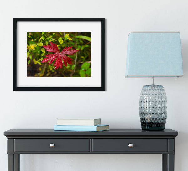 Red Autumn in Yellowstone Photo Print Nature Photography