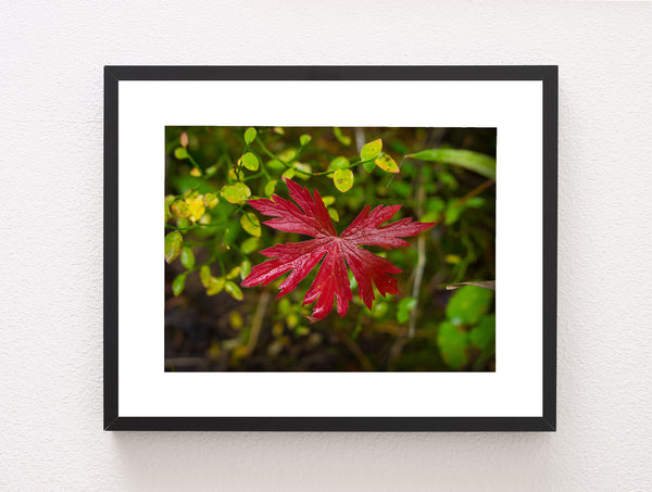 Red Autumn in Yellowstone Photo Print Nature Photography