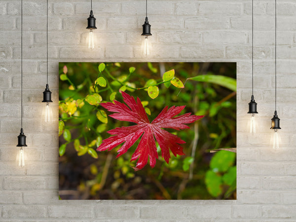 Red Autumn in Yellowstone Photo Print Nature Photography