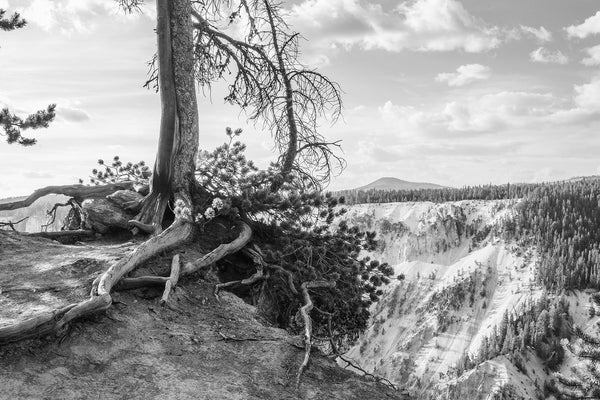 Yellowstone Tree Roots Photo Print Black and White