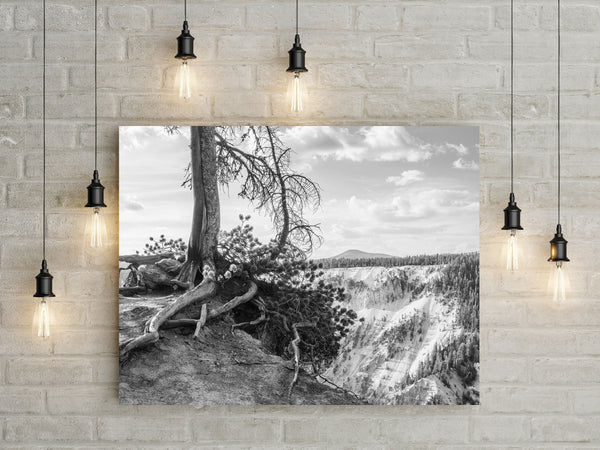 Yellowstone Tree Roots Photo Print Black and White