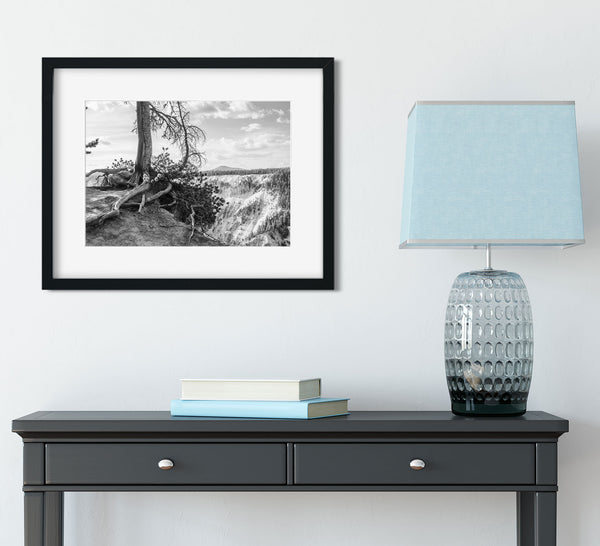Yellowstone Tree Roots Photo Print Black and White