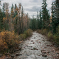Gambel Oak in Colorado