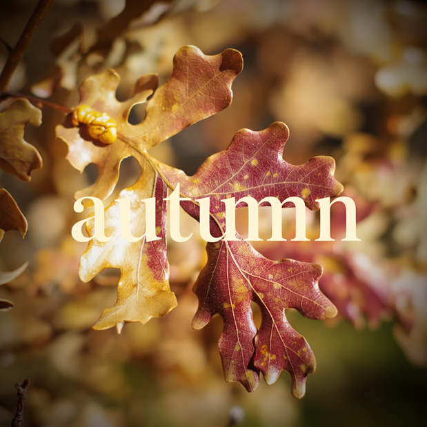 Autumn Collection Thumbnail