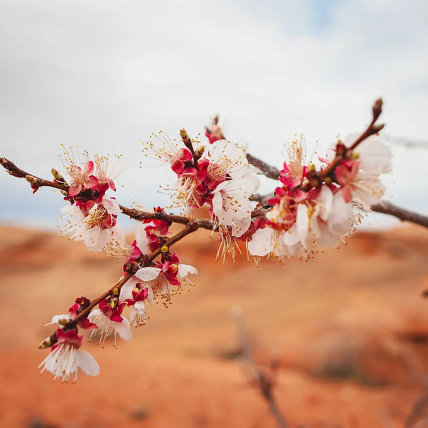 Flower blossoms in the desert near Lake Powell in Arizona