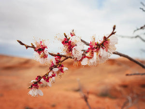 Flower blossoms in the desert near Lake Powell in Arizona