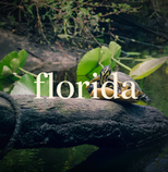 Florida Collection Thumbnail