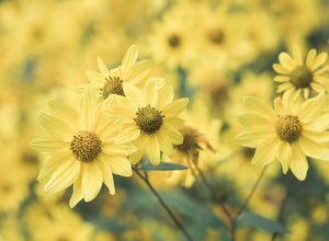 Wildflowers and Forest Finds